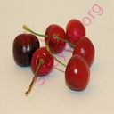 cherry (Oops! image not found)